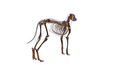 骨间肌狗肌肉解剖医学概念3D