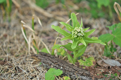 Petasites japonicus