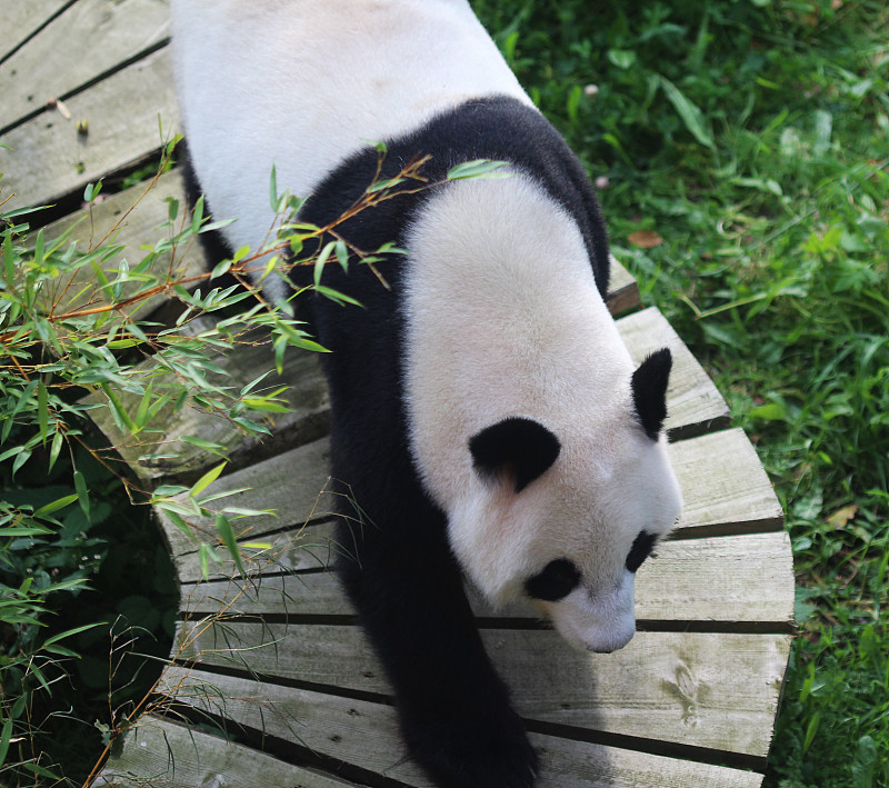 大熊猫(Ailuropoda melanoleuca)