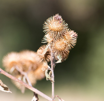圆的干燥花