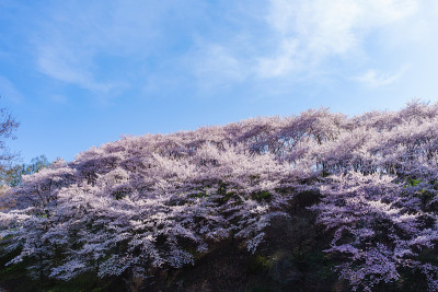 樱花盛开了