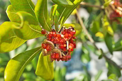 Pittosporum tobira