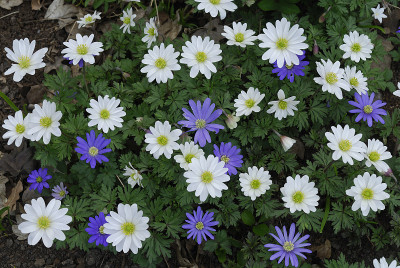 希腊银莲花