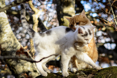 野生猫科动物