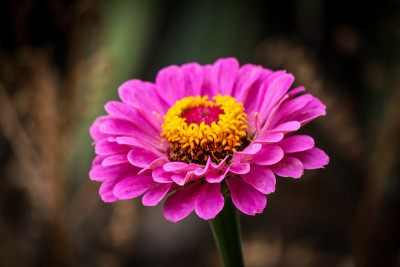 Zinnia