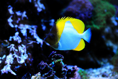 金字塔蝴蝶鱼(Hemitaurichthys polylepis)
