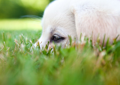 草丛里的黄色拉布拉多犬