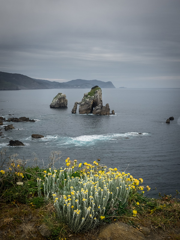 从圣胡安海岸到Gaztelugatxe。黄色的花在春天和夏天