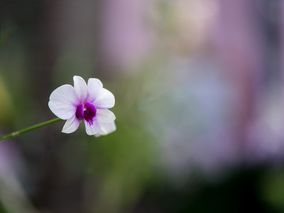米豪兰，粉红兰花