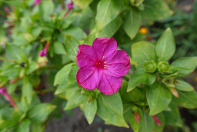 近距离观察紫茉莉的粉红色花朵