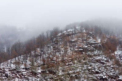 山顶被雪，死树和雾所覆盖