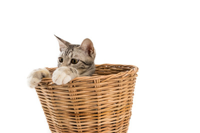 篮子里的猫，看外面，孤立的白色背景