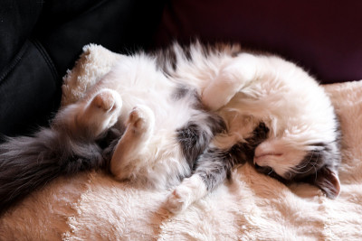 灰白色长毛猫。