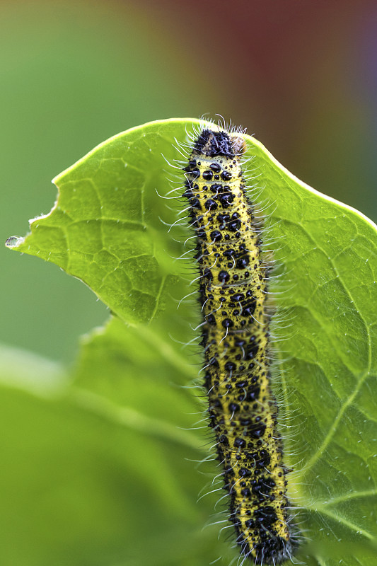 菜粉蝶Catterpillar