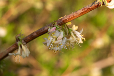 金银花(忍冬)