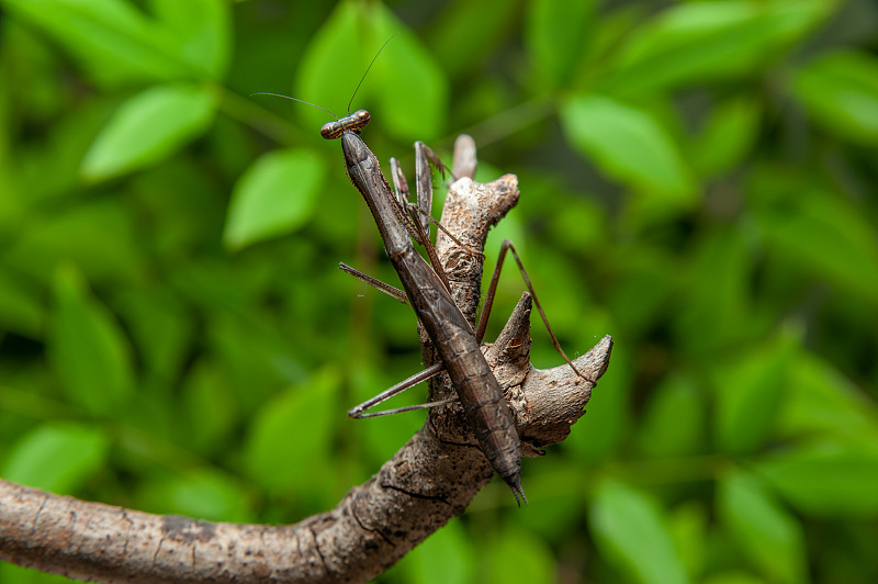 螳螂(Tenodera sinensis) -螳螂枝。绿叶背景。水平射