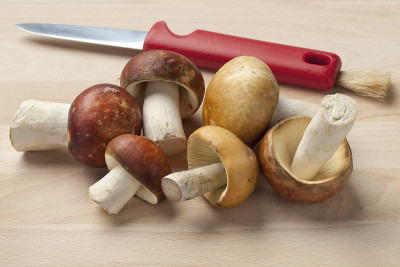 Russula mushrooms