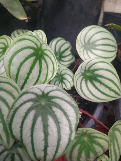Peperomia argyreia