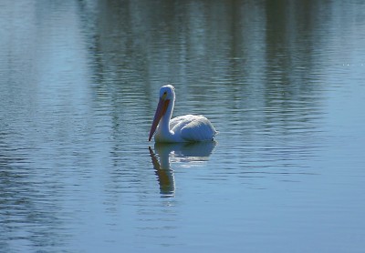 Pelican_24