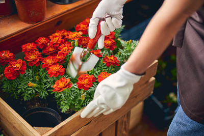 苗圃女工再植万寿菊