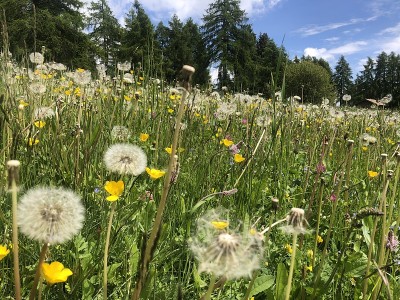 美丽的野花草地
