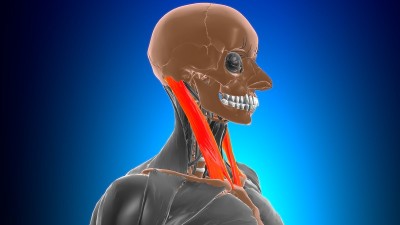 胸锁乳突肌解剖医学概念3D