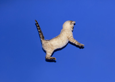 孟加拉小猫跳跃