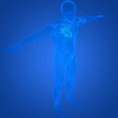 人体循环系统心脏解剖