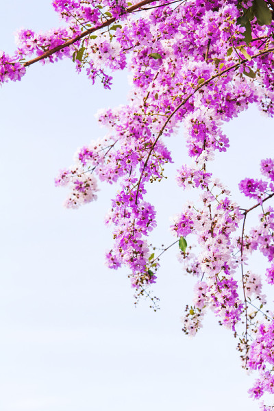 女王的花