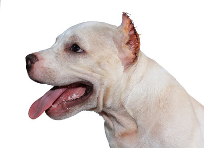 白色斗牛犬孤立在白色背景和剪切路径内