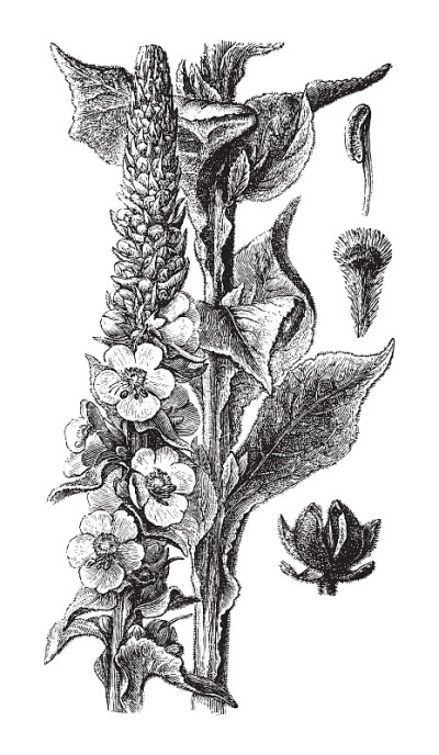 密花毛蕊花(Verbascum densiflorum) -年份插图