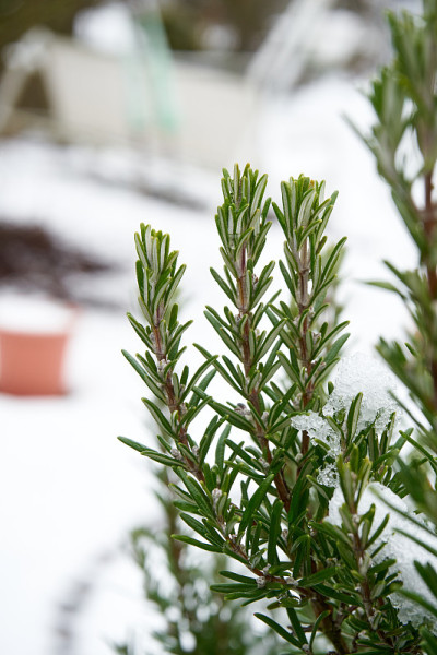 迷迭香树枝被雪覆盖。