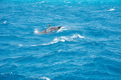 一群宽吻海豚(Tursiops truncatus)在埃及的赫尔格达红海游泳