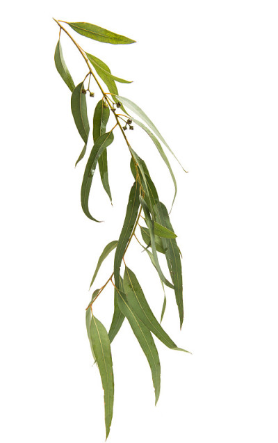 胶叶和胶花