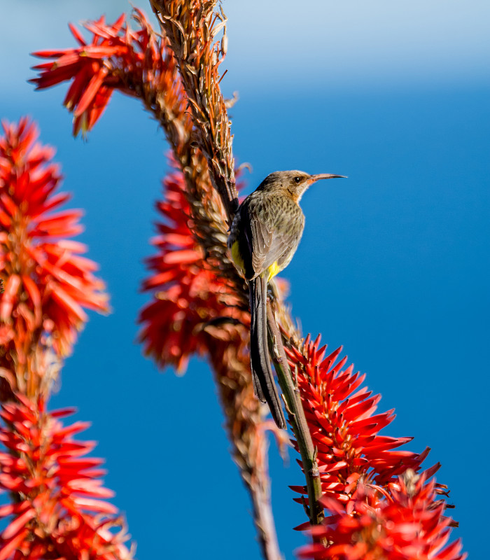 Sugarbird角