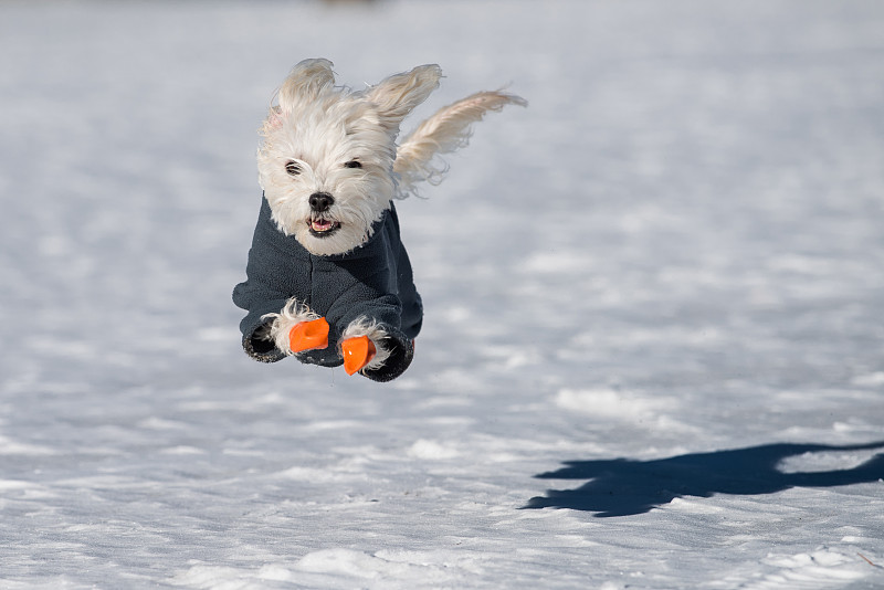 雪地里的马耳他犬