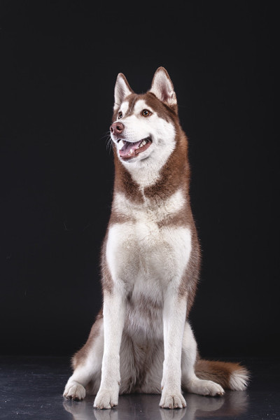 西伯利亚雪橇犬