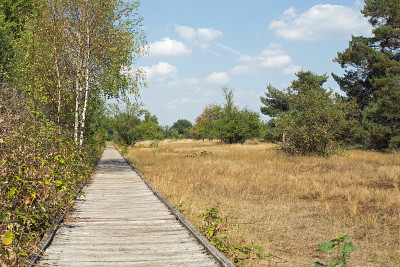木板路