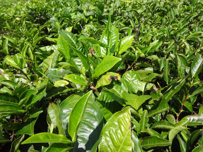 印度乌蒂茶园的茶叶近景。