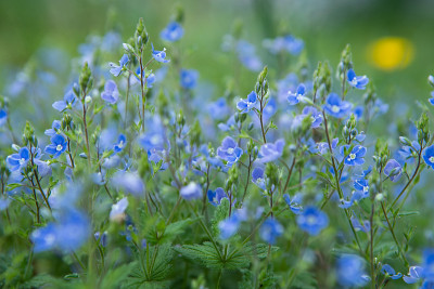 春天的蓝色维罗妮卡花(德国，Speedwell)
