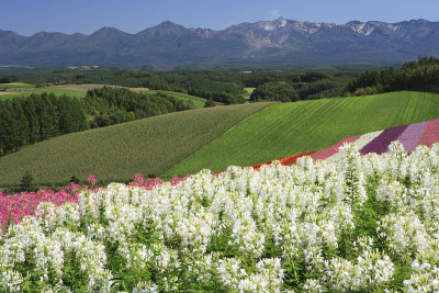 花山