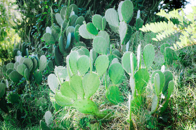 夏季自然环境中的仙人掌。仙人掌属植物Oricola