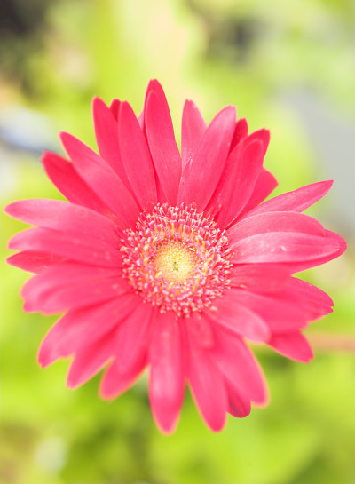 粉红色的非洲菊