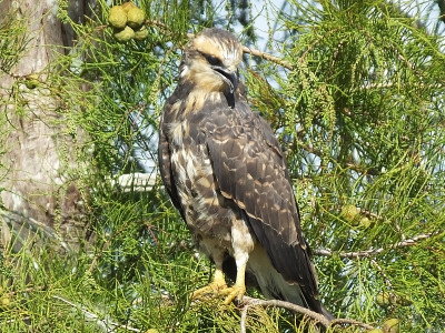 Snail Kite (Rostrhamus sociabilis)