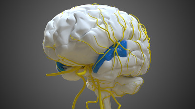 医学概念3D中颞上回脑前部解剖