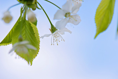 苹果树开花