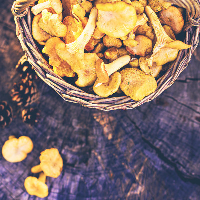 蘑菇鸡油菌在篮子里
