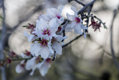 杏仁树开花