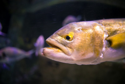 在水族馆珊瑚礁上的热带鱼的照片