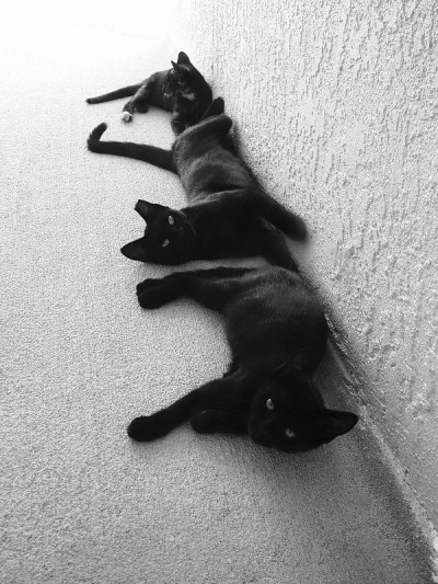 猫在一排